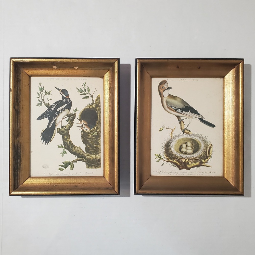 Set Of 2 Vintage Framed Bird Prints Woodpecker Garrulus Jay Christiaan Sepp